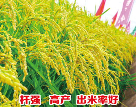 蓮育420